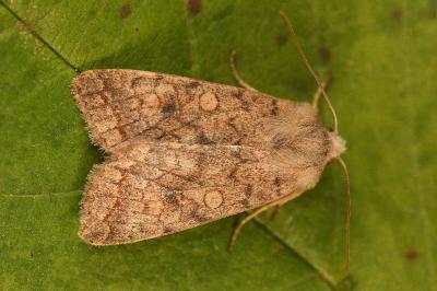 <i>Sunira circellaris</i>
