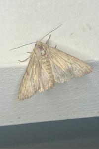 <i>Apamea lithoxylaea</i>