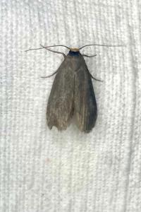 <i>Achroia grisella</i>