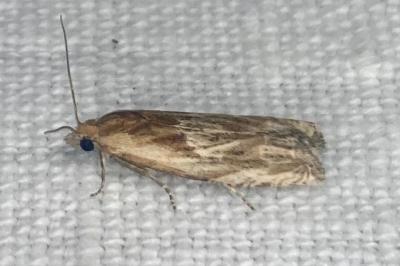 <i>Eucosma</i>