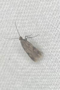 <i>Borkhausenia</i>