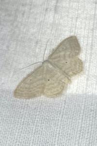 <i>Scopula immutata</i>