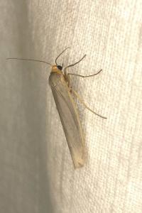 <i>Eilema caniola</i>