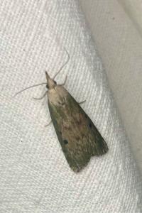 <i>Aphomia sociella</i>