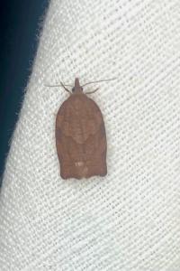 <i>Pandemis heparana</i>