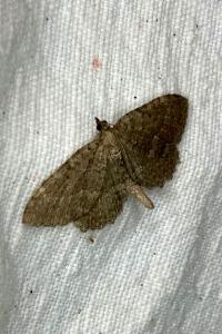 <i>Philereme vetulata</i>