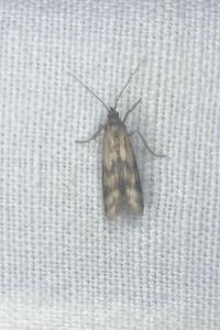 <i>Homoeosoma sinuella</i>
