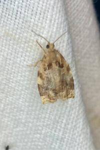 <i>Archips xylosteana</i>
