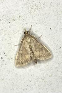 <i>Ostrinia nubilalis</i>