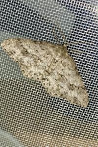 <i>Ectropis crepuscularia</i>