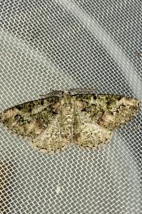 <i>Cleorodes lichenaria</i>