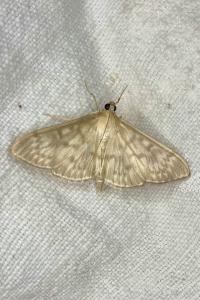 <i>Patania ruralis</i>