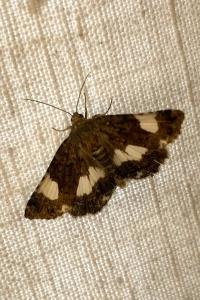 <i>Tyta luctuosa</i>