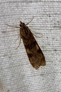 <i>Nomophila noctuella</i>