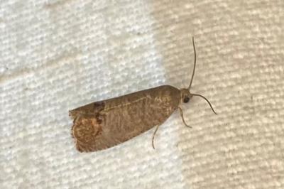 <i>Cydia pomonella</i>