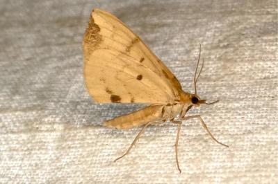 <i>Gandaritis pyraliata</i>