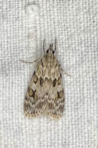<i>Scoparia ambigualis</i>