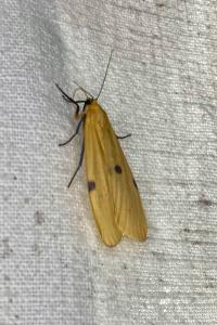 <i>Lithosia quadra</i>