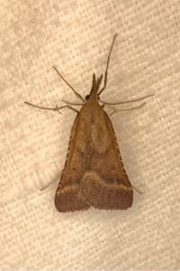 <i>Synaphe punctalis</i>