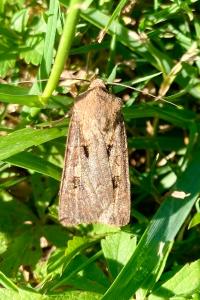 <i>Agrotis exclamationis</i>