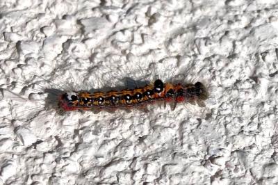 <i>Acronicta tridens</i>