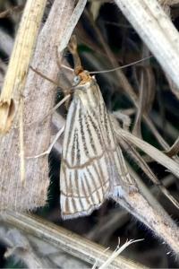 <i>Chrysocrambus linetella</i>