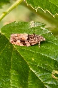 <i>Eudemis profundana</i>