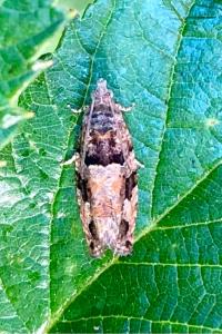<i>Eudemis profundana</i>