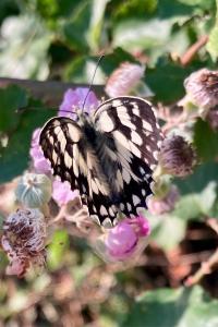 <i>Melanargia galathea</i>