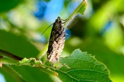 <i>Zeiraphera isertana</i>