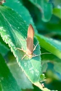<i>Crassa unitella</i>