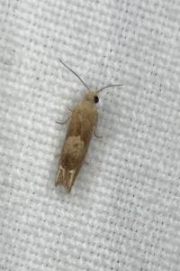 <i>Eucosma conterminana</i>