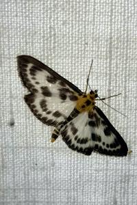<i>Anania hortulata</i>