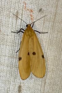 <i>Lithosia quadra</i>