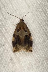 <i>Archips xylosteana</i>