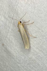 <i>Eilema caniola</i>