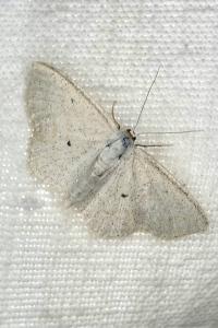 <i>Scopula immutata</i>