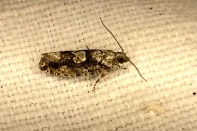 <i>Zeiraphera isertana</i>