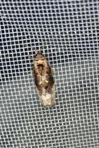 <i>Hedya nubiferana</i>