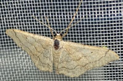 <i>Idaea aversata</i>