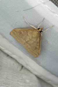<i>Ostrinia nubilalis</i>