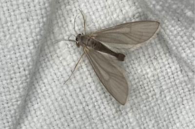 <i>Acentria ephemerella</i>