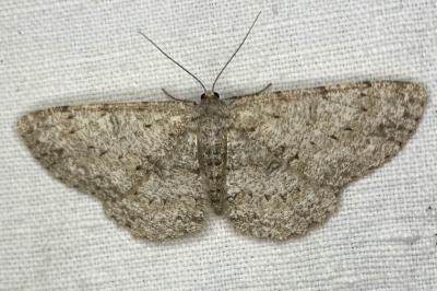 <i>Hypomecis punctinalis</i>