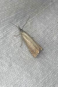 <i>Chrysoteuchia culmella</i>