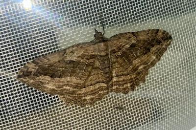 <i>Philereme transversata</i>