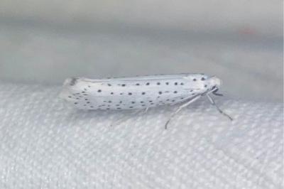 <i>Yponomeuta evonymella</i>