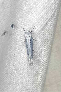 <i>Yponomeuta evonymella</i>
