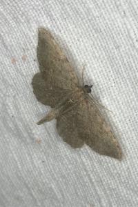 <i>Philereme vetulata</i>