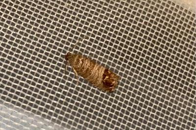 <i>Cydia pomonella</i>