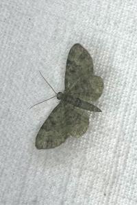 <i>Pasiphila rectangulata</i>